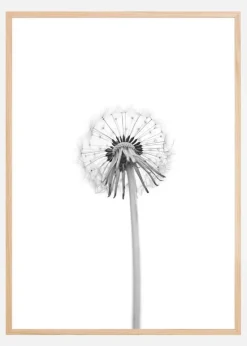 Dandelion Plakat (21x29.7 cm (A4))