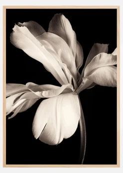 Dark Macro Flower Plakat (21x29.7 cm (A4))