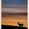 Deer In Sunset Plakat (21x29.7 cm (A4))