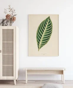 Diefenbachia Plakat (21x29.7 cm (A4))