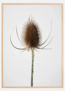 Dried 004 Plakat (21x29.7 cm (A4))