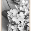 Dried Flower Bw Plakat (21x29.7 cm (A4))