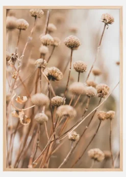 Dried up flowers Plakat (21x29.7 cm (A4))