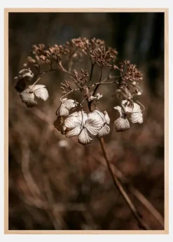 Dried up Plakat (21x29.7 cm (A4))