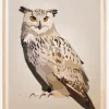 Eagle Owl Plakat (21x29.7 cm (A4))