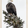 Eagle Plakat (21x29.7 cm (A4))