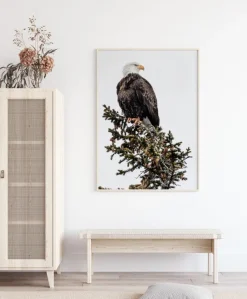 Eagle Plakat (21x29.7 cm (A4))