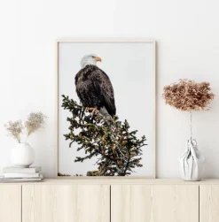 Eagle Plakat (21x29.7 cm (A4))