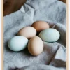 Eggs Plakat (21x29.7 cm (A4))
