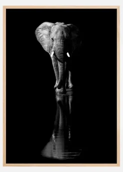 Elephant Plakat (21x29.7 cm (A4))
