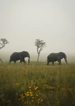 Elephant Walk Plakat (21x29.7 cm (A4))