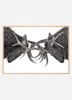 Eye to Eye - Elk fight Plakat (21x29.7 cm (A4))