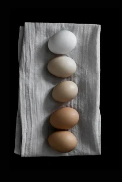 Farm eggs Plakat (21x29.7 cm (A4))