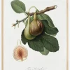 Figs Plakat (21x29.7 cm (A4))