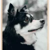 Finnish Lapphund Plakat (21x29.7 cm (A4))
