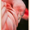 Flamingo Plakat (21x29.7 cm (A4))