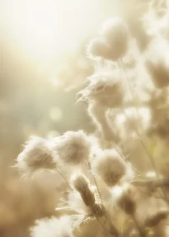 Fluffy flowers Plakat (21x29.7 cm (A4))