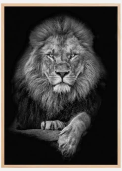 Focused lion Plakat (21x29.7 cm (A4))