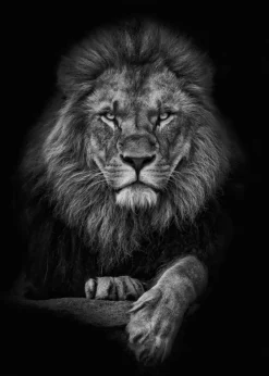 Focused lion Plakat (21x29.7 cm (A4))