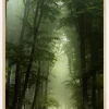 Foggy Forrest Plakat (21x29.7 cm (A4))