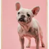 French bulldog puppy Plakat (21x29.7 cm (A4))