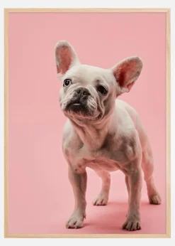 French bulldog puppy Plakat (21x29.7 cm (A4))
