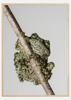 Frog On Tree Plakat (21x29.7 cm (A4))