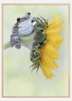 Frog Sunshine Plakat (21x29.7 cm (A4))