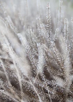 Frosty Grass Plakat (21x29.7 cm (A4))