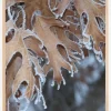 Frosty Leafs Plakat (21x29.7 cm (A4))