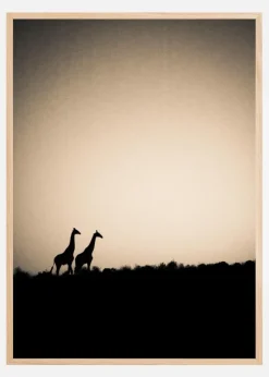 Giraffes Plakat (21x29.7 cm (A4))