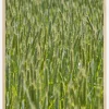 Green Wheat Field Plakat (21x29.7 cm (A4))