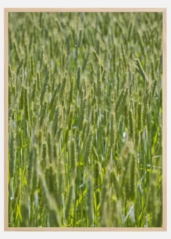 Green Wheat Field Plakat (21x29.7 cm (A4))