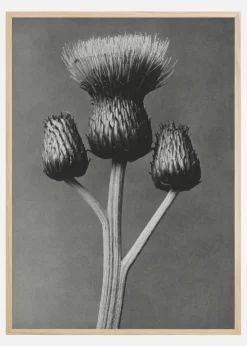 Grey Flower I Plakat (21x29.7 cm (A4))