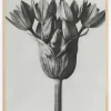 Grey Flower Plakat (21x29.7 cm (A4))