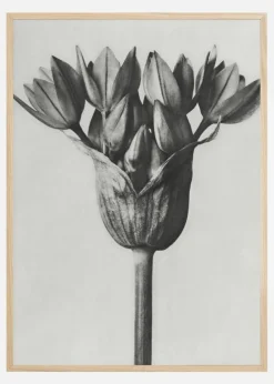 Grey Flower Plakat (21x29.7 cm (A4))