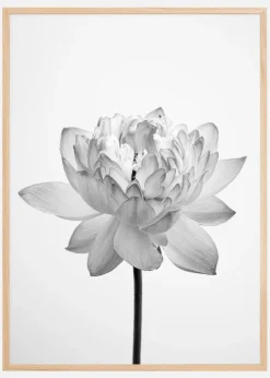 Grey flower Plakat (21x29.7 cm (A4))
