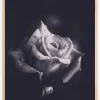 Grey rose Plakat (21x29.7 cm (A4))