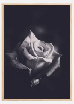 Grey rose Plakat (21x29.7 cm (A4))