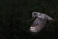 Guardian of the forest Plakat (21x29.7 cm (A4))