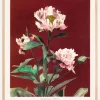 HAbrdaceous Peony no2 Plakat (21x29.7 cm (A4))