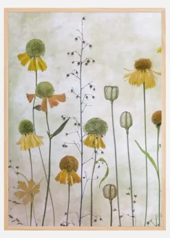 Helenium Plakat (21x29.7 cm (A4))