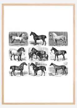 Hestevæddeløb Plakat (21x29.7 cm (A4))