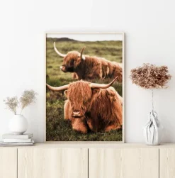 Highland Cattle Plakat (21x29.7 cm (A4))