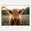 Highland Cow Plakat (21x29.7 cm (A4))