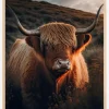 Highland Cow With Big Horns Plakat (21x29.7 cm (A4))