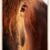 Horse sunset Plakat (21x29.7 cm (A4))