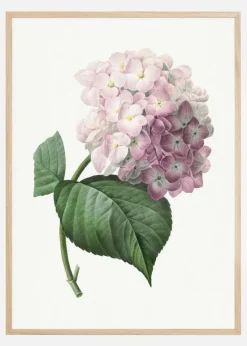 Hydrangea Macrophylla Plakat (21x29.7 cm (A4))