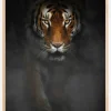 Intense Tiger Plakat (21x29.7 cm (A4))
