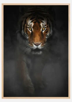 Intense Tiger Plakat (21x29.7 cm (A4))